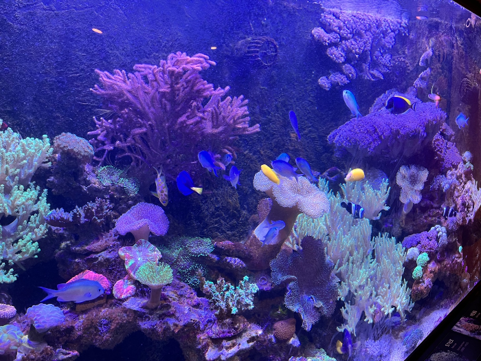 알록달록 산호 미술관