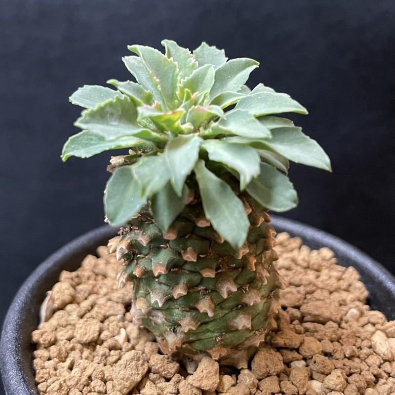 괴마옥 기르기 키우기 번식 다육 물주기 자르기 꽃 옷자람 분갈이