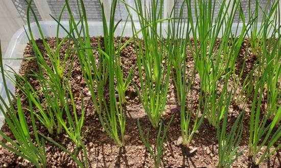 쪽파 언제 심어요? 가을 쪽파 봄 쪽파 심는 시기/종구/심는 방법/수확/보관