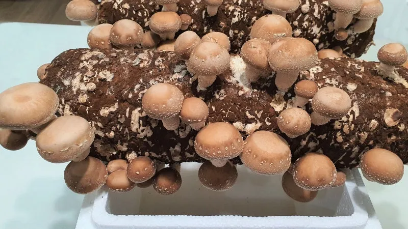 표고버섯 재배 원목 선택 접종 시기 습도 관리_1