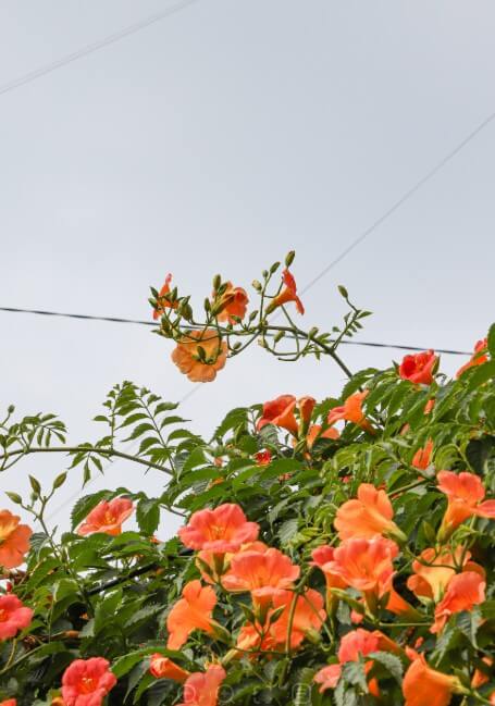 2025 비체올린 능소화축제 ! 제주 여름 꽃 & 능소화 축제: 주홍 빛 꽃비 속에서 만나는 감성 여행!