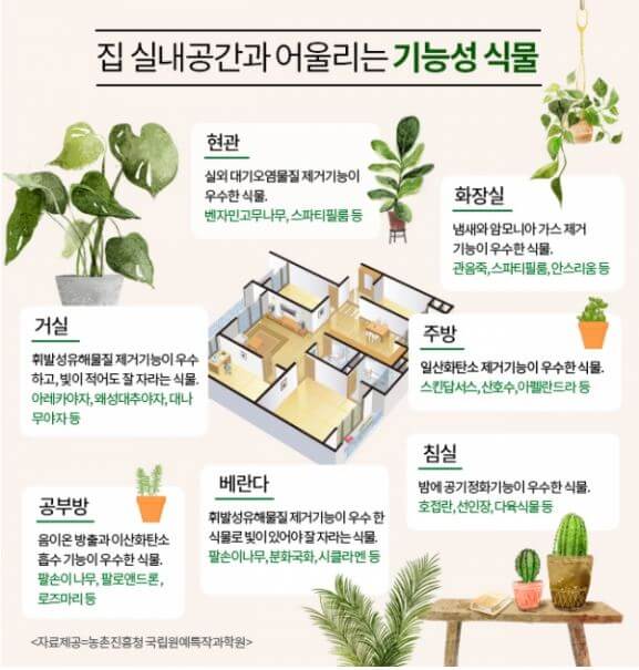 집 실내공간과 어울리는 기능성 식물