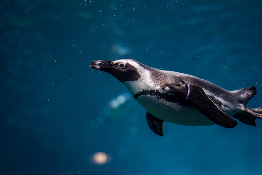 Penguin