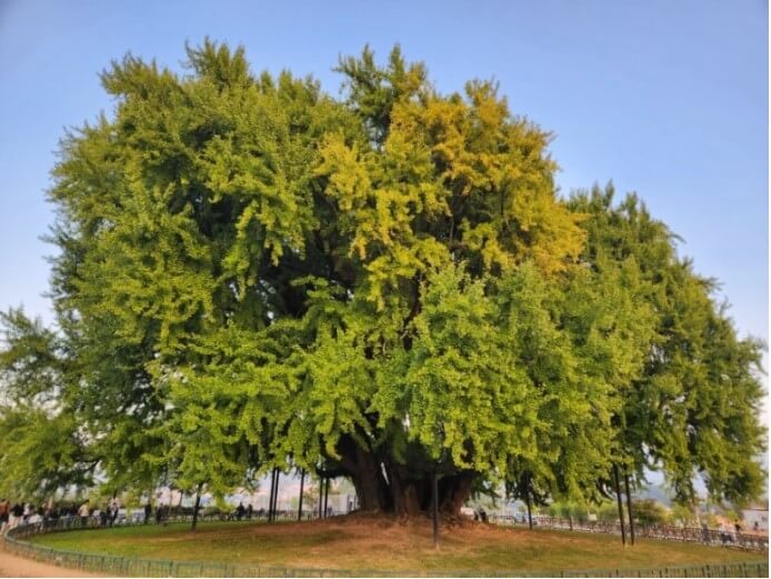 원주 반계리은행나무 당일치기 여행