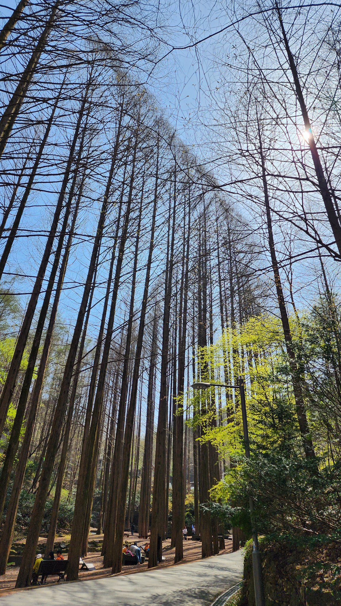 장태산 자연휴양림 스카이웨이 스카이타워 단풍 가을 여행지 대전 06