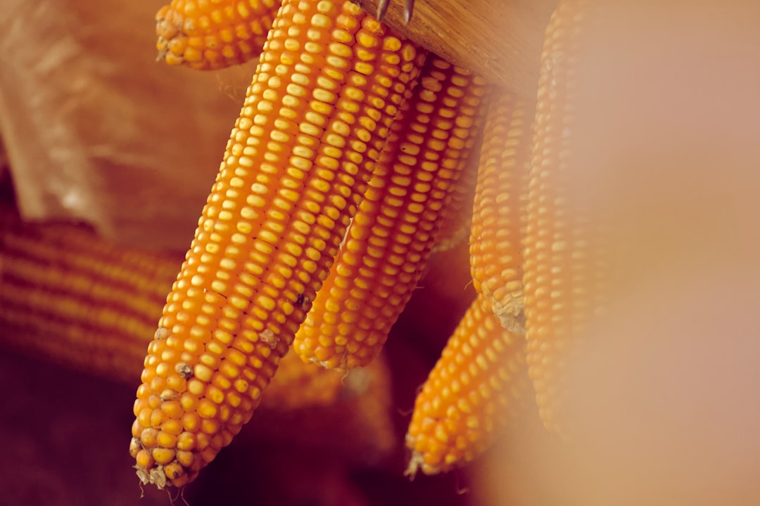 Corn.