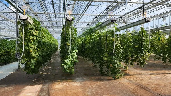 참외 재배 꽃 솎기 차광막 설치 당도 관리_8