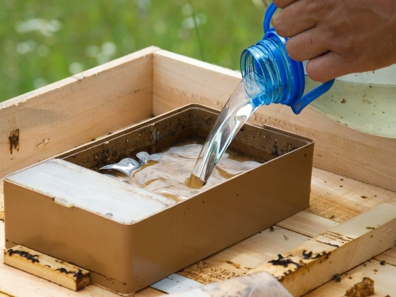 사양벌꿀 진짜벌꿀 차이