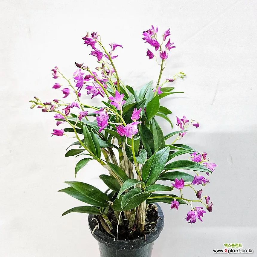 긴기아난 기르는법 꽃피우기 분갈이 물주기 꿀팁_6