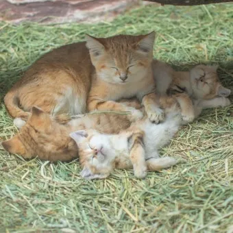 "고양이