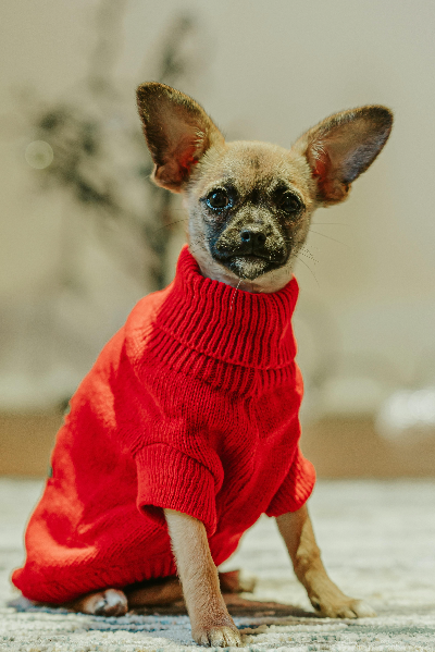 빨간 실로 뜬 스웨터를 입고 있는 강아지 사진