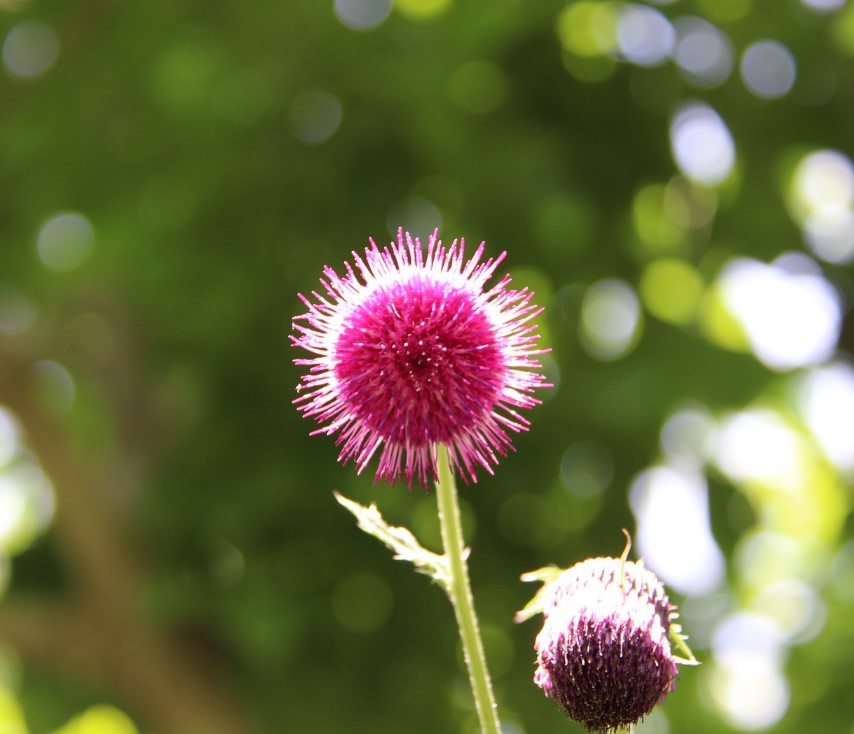 밀크씨슬 효과와 복용법