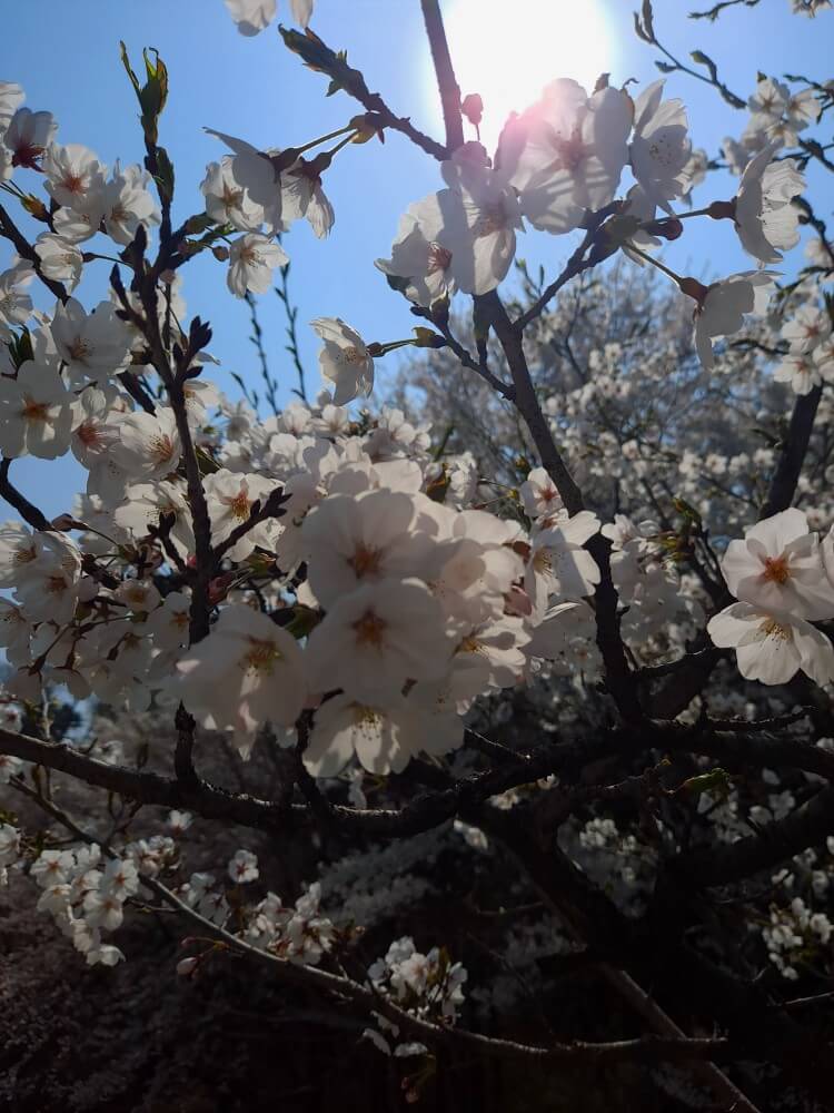 이천설봉공원벚꽃