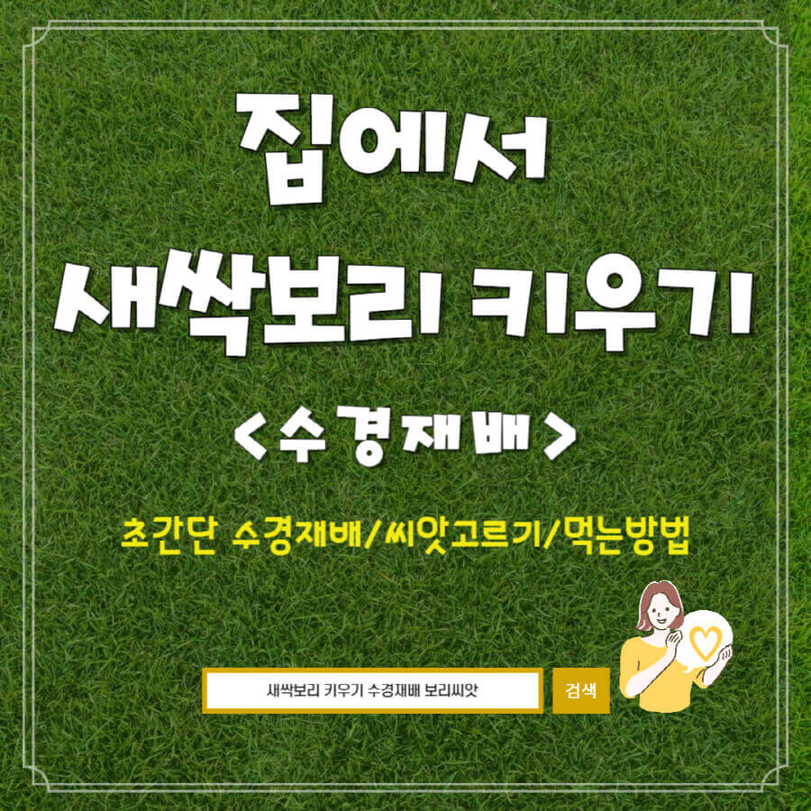 집에서 새싹보리 키우기 홍보 포스터