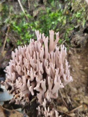 싸리버섯 효능 종류 채취시기 제철 손질법 요리법싸리 보관방법 정리_22