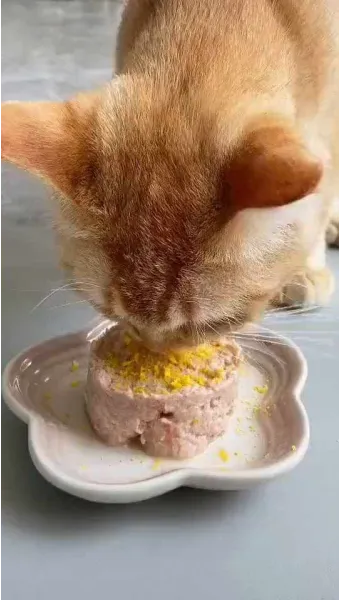 &amp;quot;고양이
