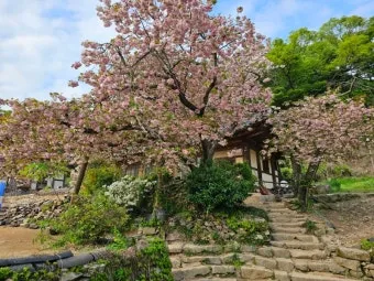 서산 개심사 청벚꽃 개화시기 명소_24