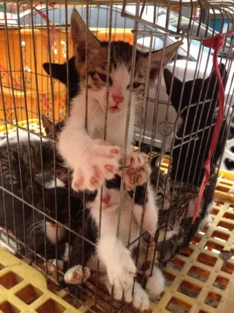 김포 5일장 날짜와 주차정보 먹거리를 안내_18