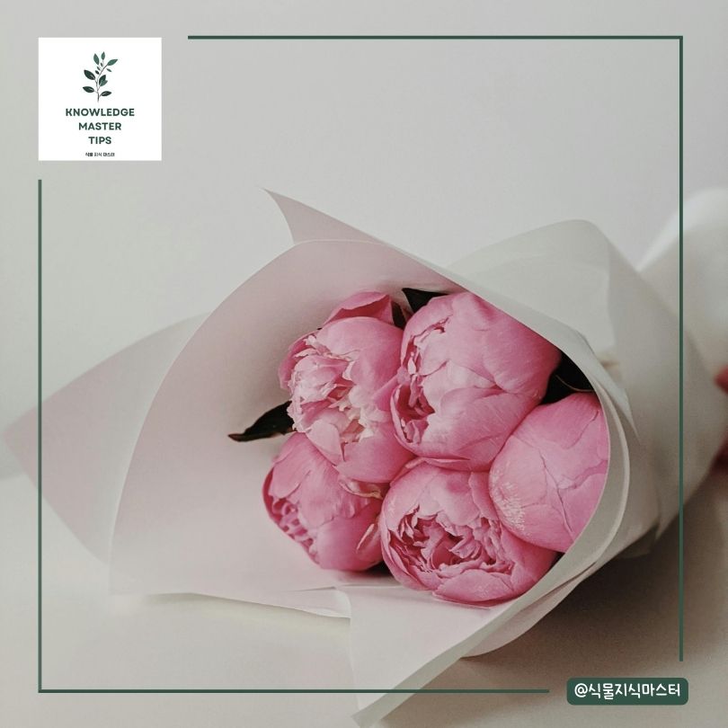 작약 꽃다발과 꽃 선물의 예절