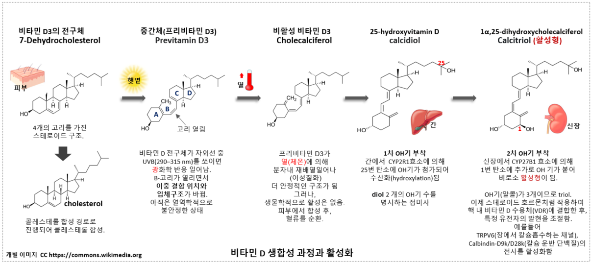 비타민 D의 체내 생합성과 간과 신장에서 수산기(OH) 첨가를 통한 활성화 과정