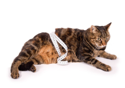 뚱뚱한 고양이.