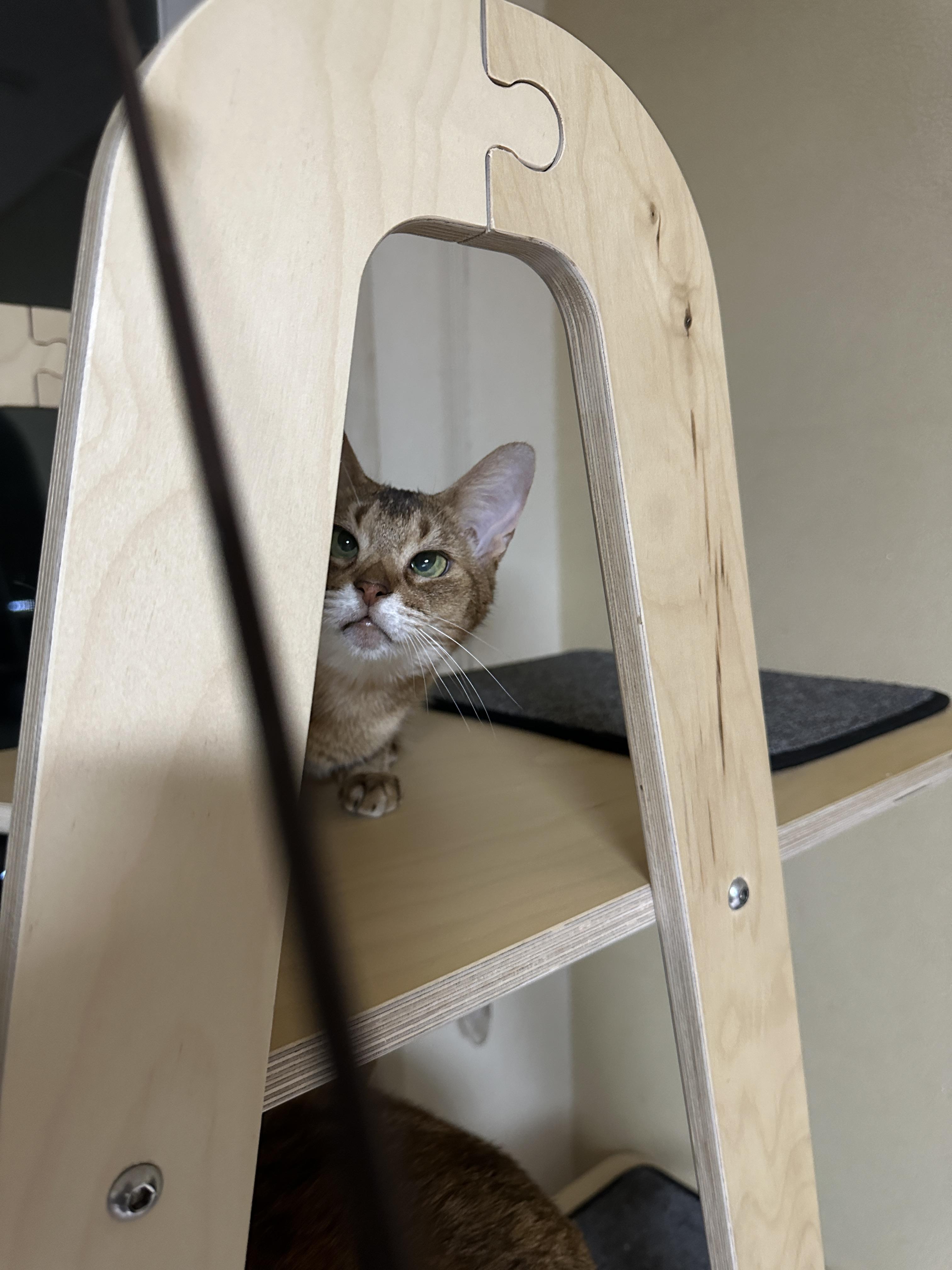 한마리의 아기맹수가 되어버린 아비시니안 루디 (feat.루디는 사냥중)