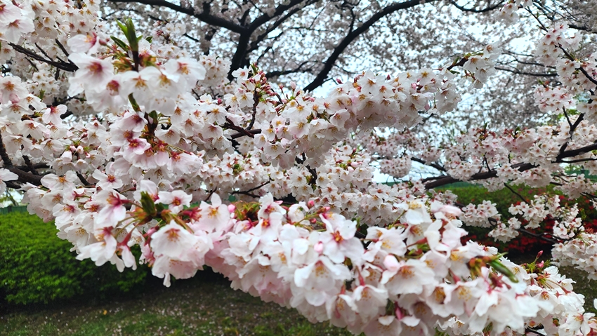 온천천 벚꽃
