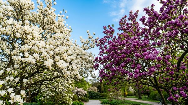 백목련, 자목련