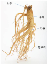 인삼-세부-명칭