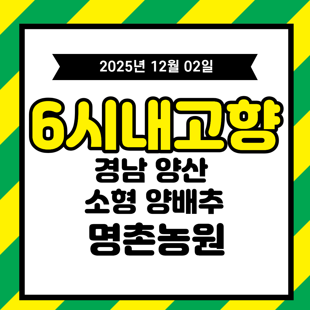 6시 내고향 12월 2일 방송 정리 &mdash; 경남 양산 소형 양배추 명촌농원