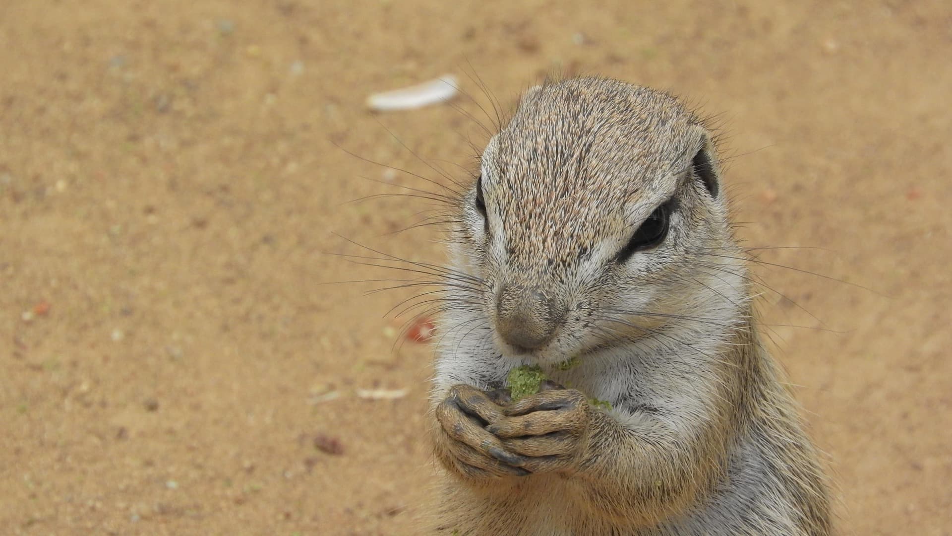 피그미 다람쥐 키우기|수명·분양·가격·먹이·케이지·냄새 총정리