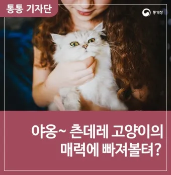 작은고양이 쪼꼬미 냥이 매력 탐구 귀여움 분석_7