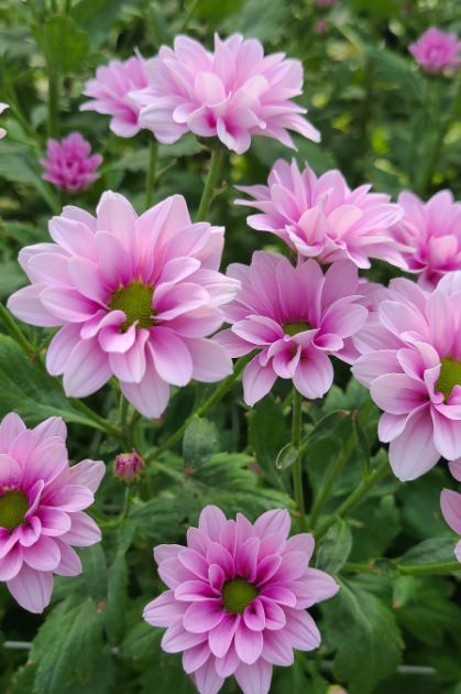 2024 양재 플라워 페스타 존별 안내