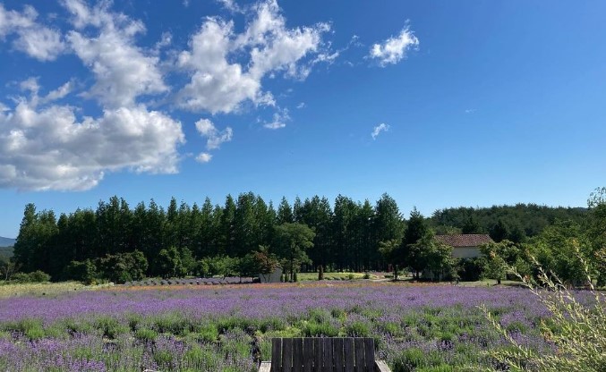 고성 라벤더축제