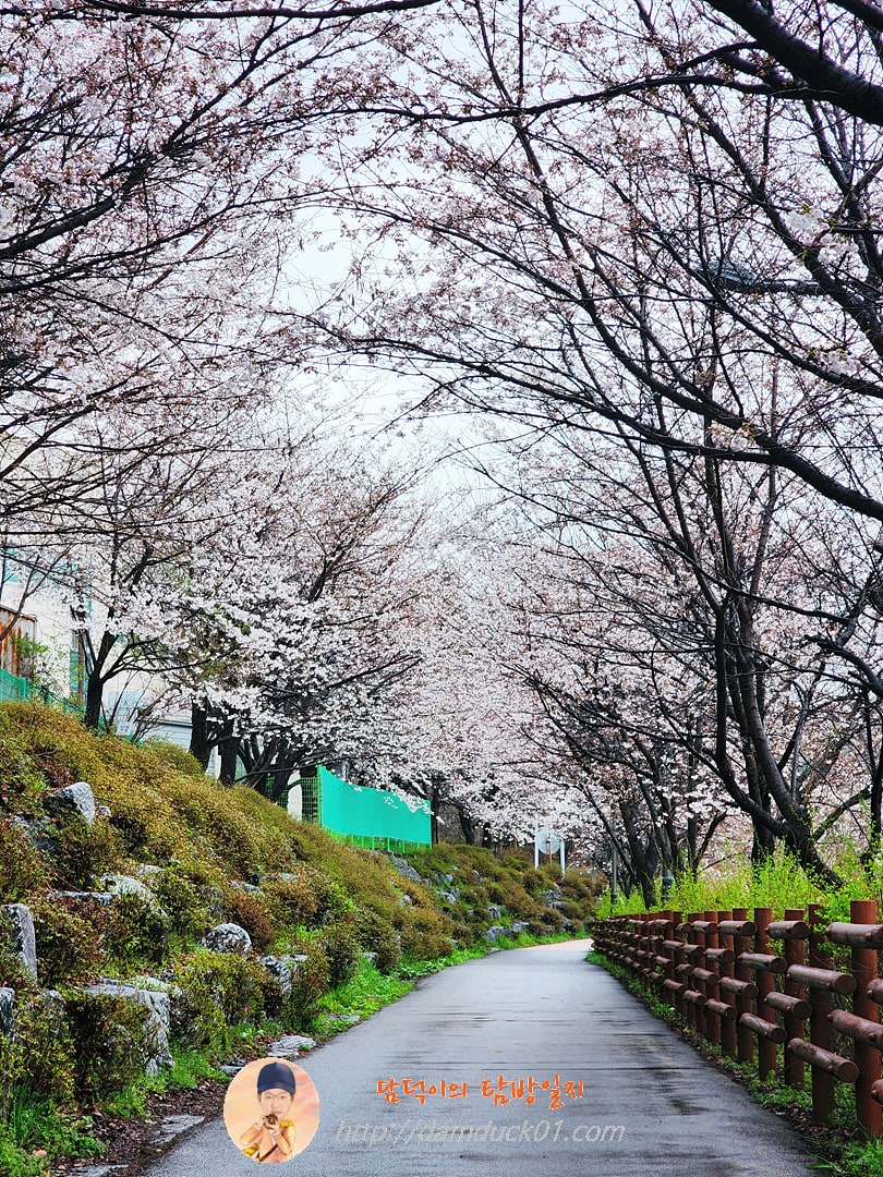 운중천 벚꽃