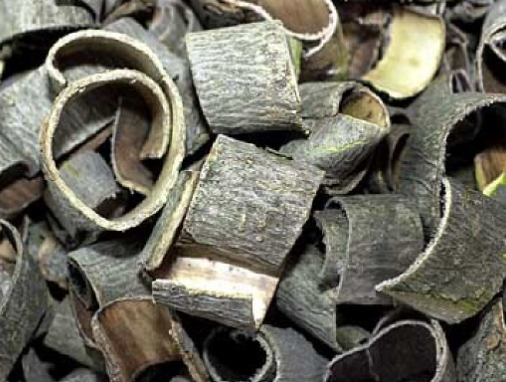 두충에는 강력한 항염 및 항산화 성분