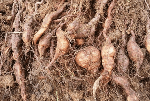 갱년기에좋은음식21