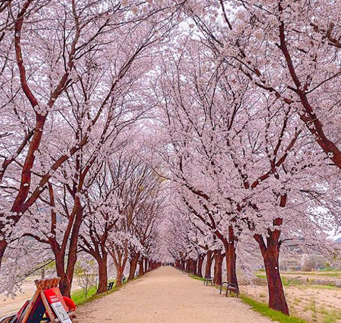 경북 벚꽃 명소