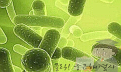 녹십자 포스트바이오틱스 알파