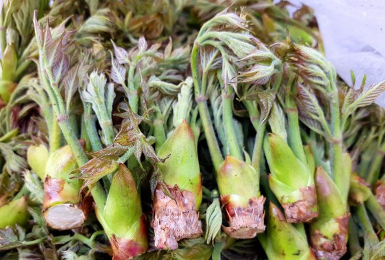 땅두릅 참두릅 효능과 부작용 