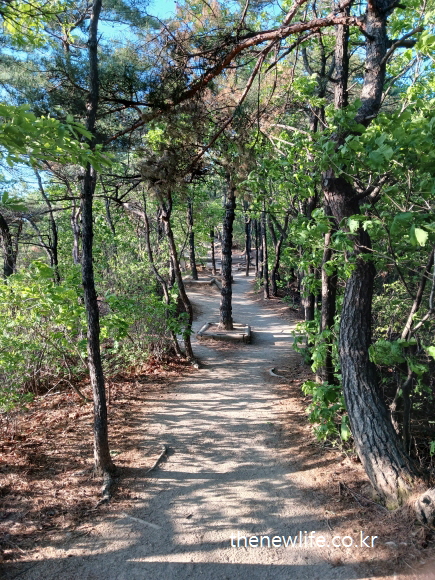 Sunlit forest path leading toward the summit of Achasan-정상으로 이어지는 햇살 가득한 아차산 오솔길