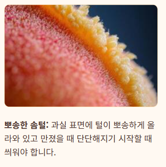 복숭아 봉지 씌우는 시기