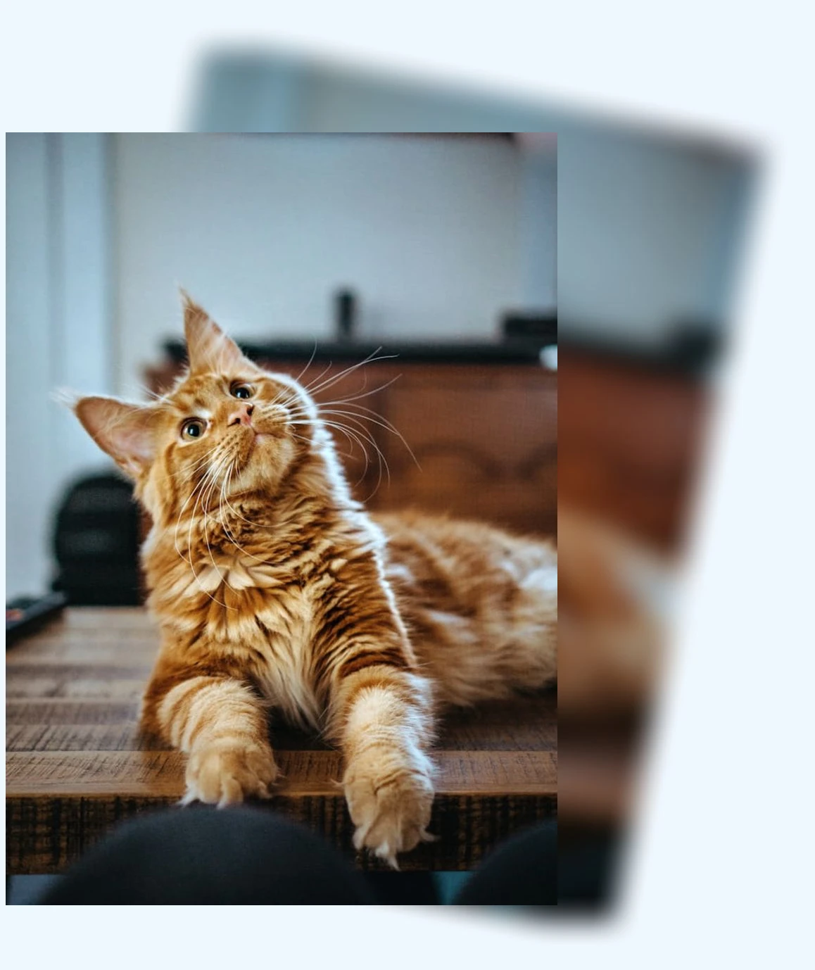 고양이 체중 관리_4