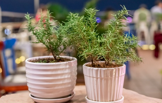 로즈마리화분에심어진모습