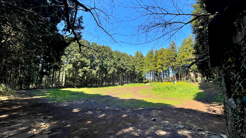 비밀의 숲 잔디밭