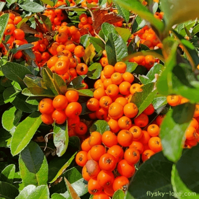 피라칸타 피라칸사스 특징 피라칸타 열매