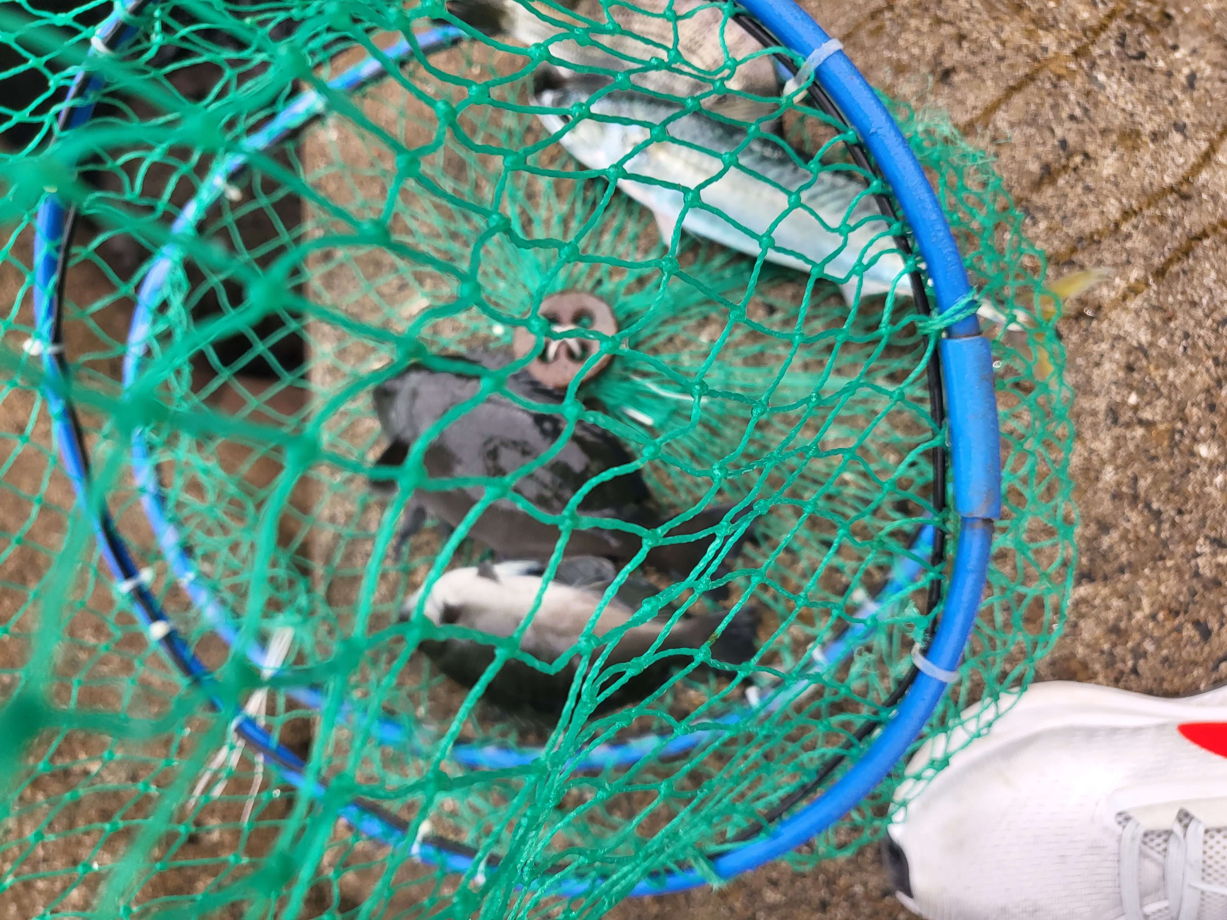 칠암 아나구회, 칠암 방파제, 칠암 야구등대, 칠암 차박하기, 칠암 방파제 낚시 조항