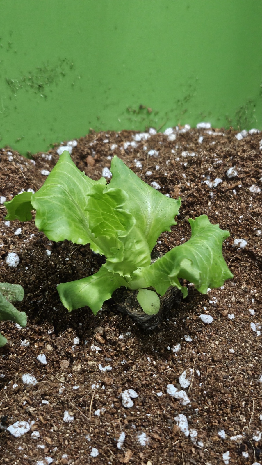 2025년 오산시 도시농업 힐링그린텃밭 - 지원부터 수령까지