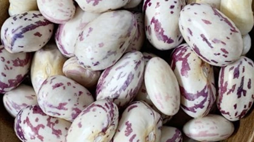 호랑이콩 효능의 호랑이콩