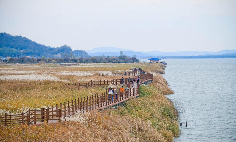 서천 신성리 갈대밭 사진